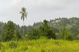 Chlordécone : risques de prématurité et de cancer de la prostate confirmés